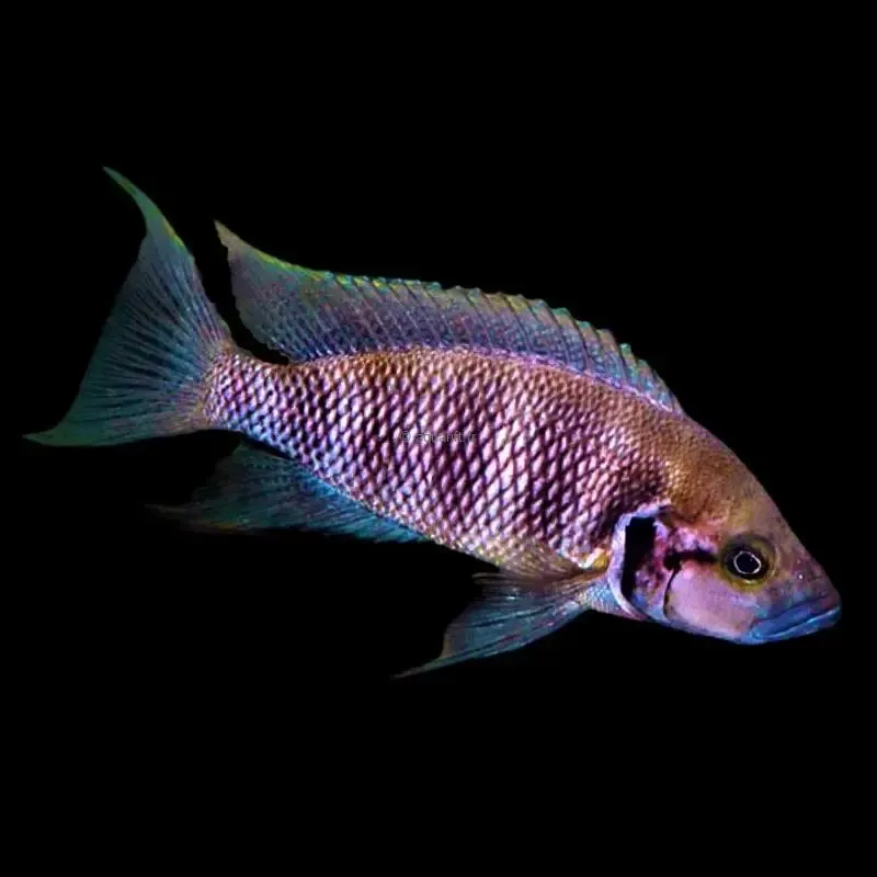 Neolamprologus savoryi Magara F1 - ​Drones Professionnels & Grand Public | Boutique Française​ - Bass amp brands