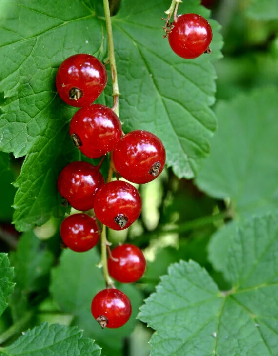 Groseillier usagés commun – Ribes rubrum - Vins Rouges Harmonieux pour Chaque Occasion