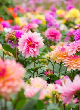 Dahlias en Mélange (Simple, Double, Cactus, Pompon) - Vins Rouges fruité Harmonieux pour Chaque Occasion
