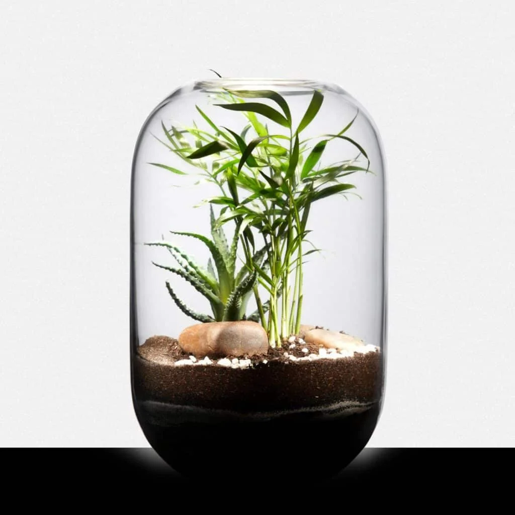 terrarium végétal Rouges Harmonieux Occasion