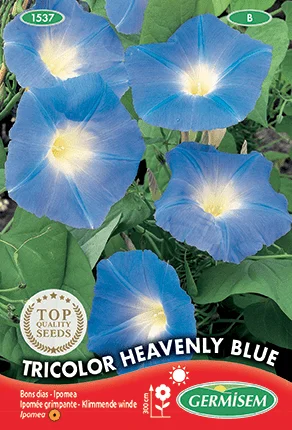 Ipomée Tricolor Heavenly Blue - Saldi Straordinari – Offerte Speciali Disponibili Adesso Ipomée vivace 'Learii'