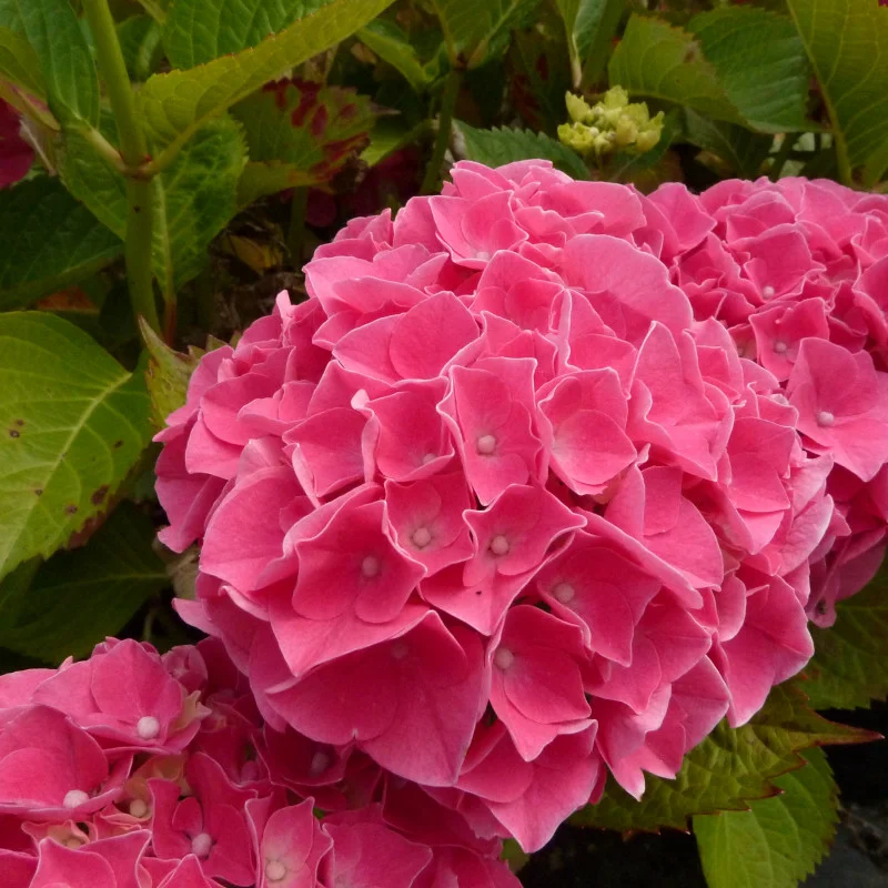HORTENSIA MACROPHYLLA MASJA - Vins Rouges Harmonieux pour Chaque Ruby Occasion