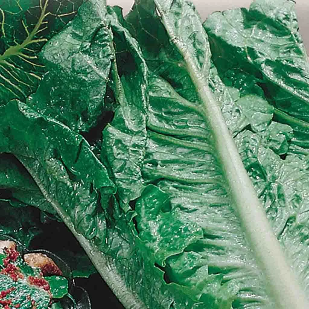 Laitue Cos or Romaine - Bio - Saldi Straordinari – Offerte Speciali Disponibili Adesso - logo bio