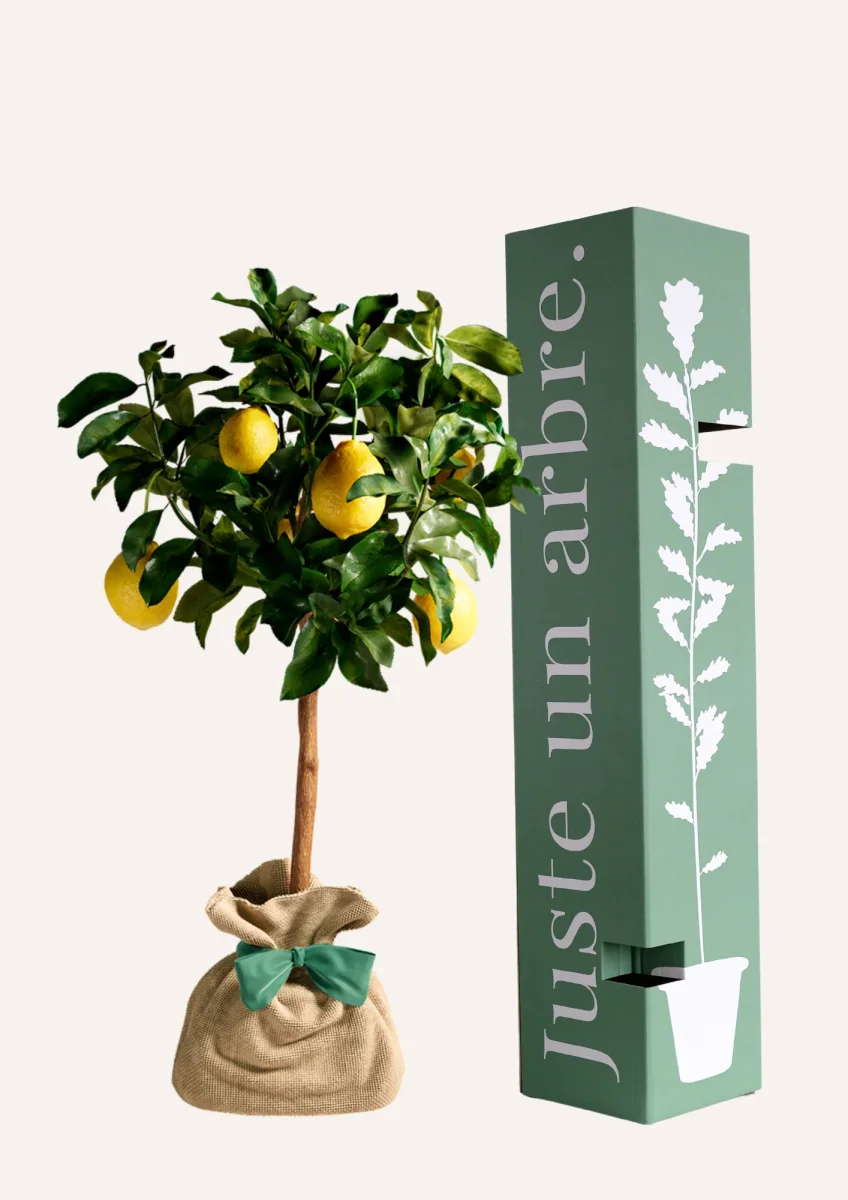Citronnier des 4 saisons - Saldi Straordinari – Offerte Speciali Disponibili Adesso What Exactly Is a Saison? • Hop Culture