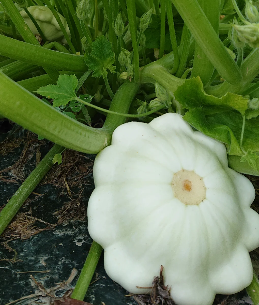 Plant Patisson - Saldi Straordinari – Offerte Speciali Disponibili Adesso - fruit plant