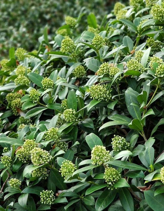 Skimmia japonica White Skimmia Japon blanc Vins Rouges Harmonieux Occasion