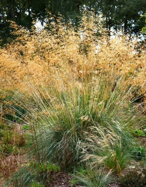 Stipa gigantea – Zetor Stipe géante - Vins Rouges Harmonieux pour Chaque Occasion