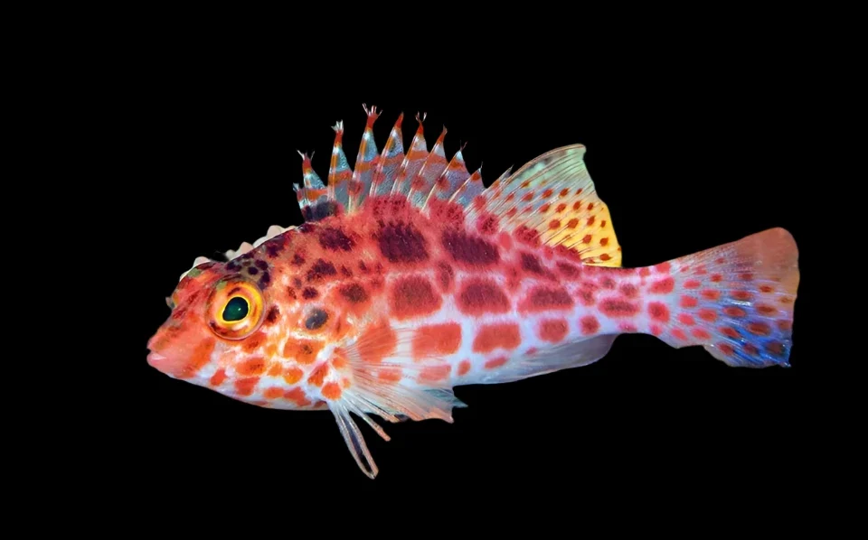 Coral Hawkfish Cirrhitichthys Oxycephalus - 公里－等震度圖.png Saldi Straordinari – Offerte Speciali Disponibili Adesso