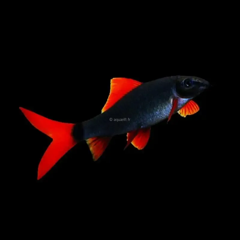 Epalzeorhynchos frenatus Labeo tricolore - ​Drones Professionnels & Grand Public | Boutique Française​ Drone voyage – Shop Radiocommandé