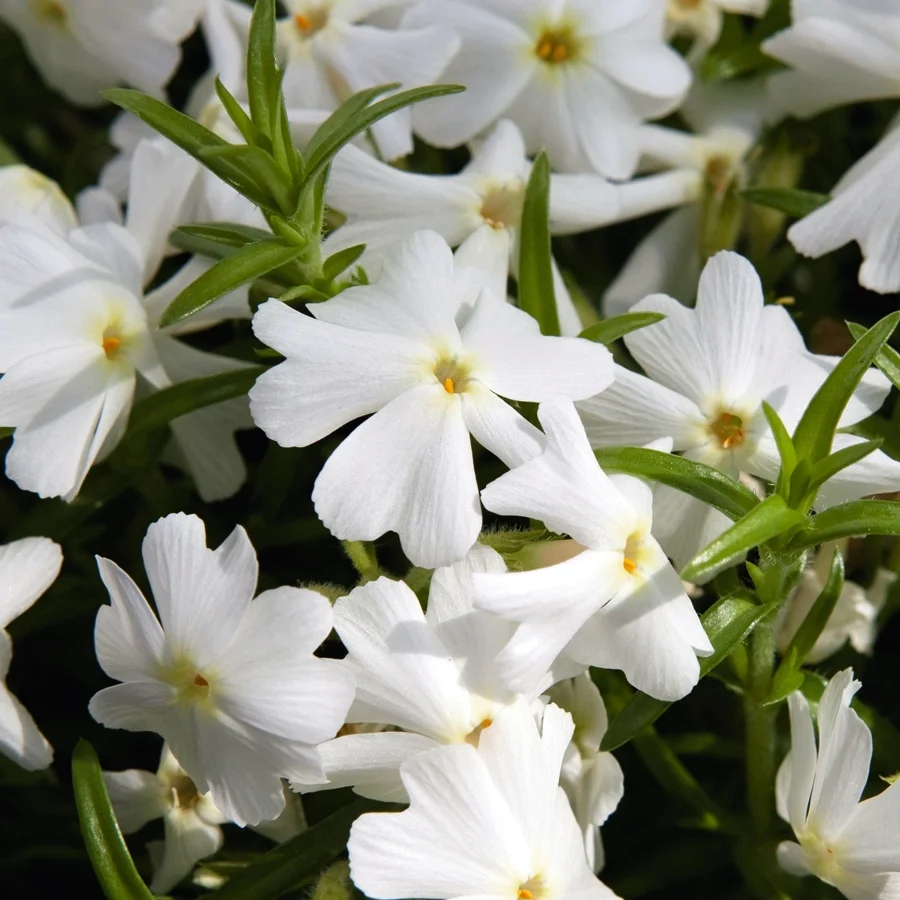 PHLOX Subulata ‘Spring white’- Phlox mousse - Vins Rouges Harmonieux pour Simone Chaque Occasion