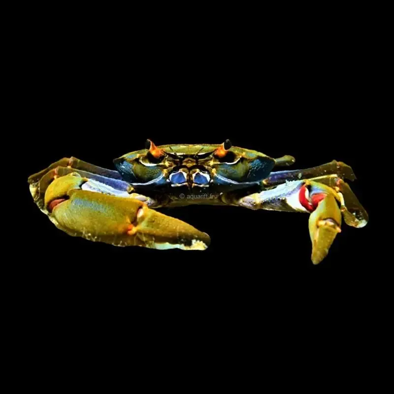 Potamonautes platynotus crabe du Tanganyika - ​Drones Professionnels & Grand Public | Boutique Française​ Crabe Borneo "Panda" - Lepidothelphusa cognetti 2 cm