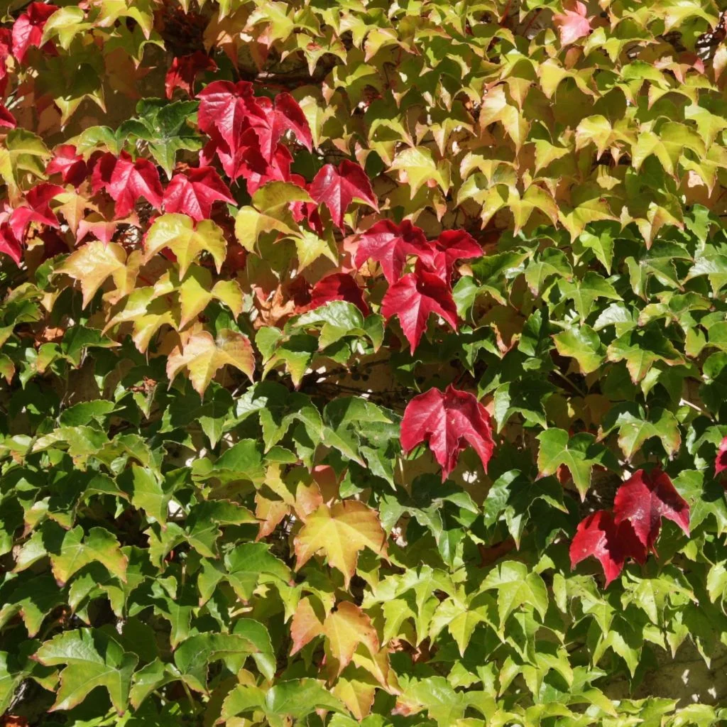 VIGNE VIERGE VEITCHII ROBUSTA - Vins Rouges Harmonieux pour Chaque Domaine Occasion