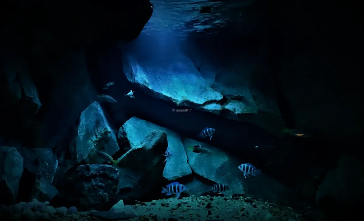 RIFTLED version éclairage Spot Led spécial aquarium Cichlides Africain ​Drones Professionnels Grand Public Boutique Française