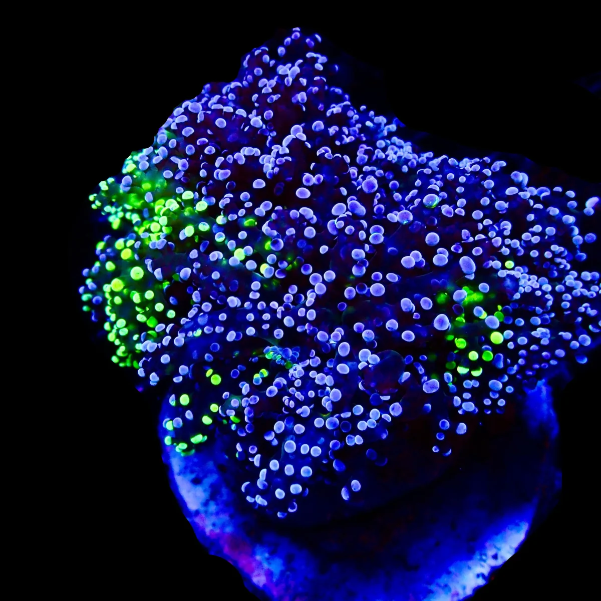 Octospawn bicolor Coral Colonie WYSIWYG - Saldi Straordinari – Offerte Speciali Disponibili Adesso Green