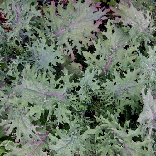 Semences – Chou frisé – Kale Red Ursa - ​Boulangerie-Pâtisserie | Pain au Levain & Viennoiseries​ - {'count': 1, 'name': 'Cook&Record'}