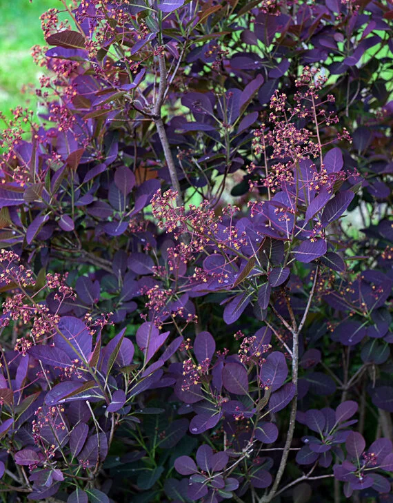 Cotinus coggygria Royal Purple – Arbre à Perruques - Saldi Straordinari – Offerte Speciali Disponibili Adesso colorée
