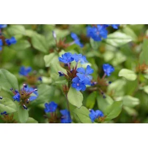 CERATOSTIGMA plumbaginoides - Vins Rouges Harmonieux pour Chaque Occasion Taurasi RÉSERVE "Vigna Grande Cerzito" DOCG, , QUINTODECIMO -  Uritalianwines.com