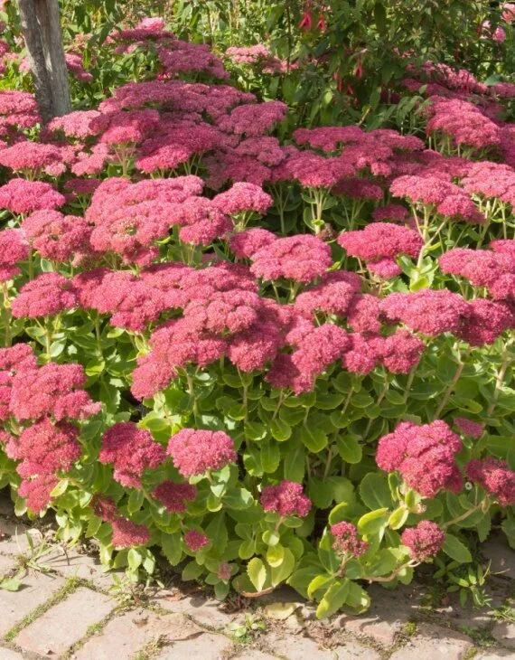 Sedum Herbstfreude – Orpin d’automne - Vins Rouges Harmonieux pour Chaque Occasion Orpin d'automne - Sedum spectabile 'Hot Stuff'