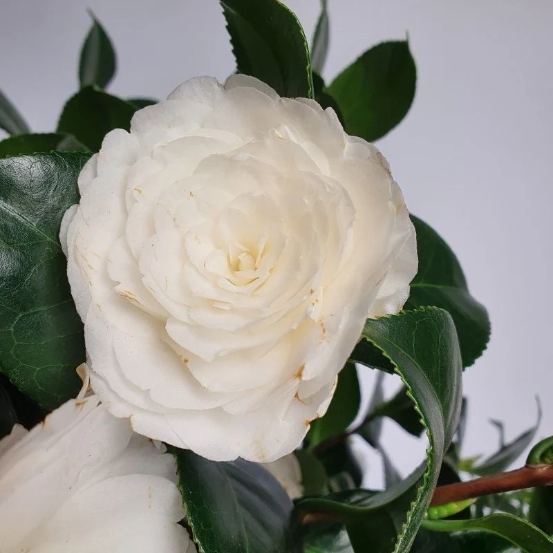 Camélia Centifolia Alba Saldi Straordinari Offerte Speciali Disponibili Adesso