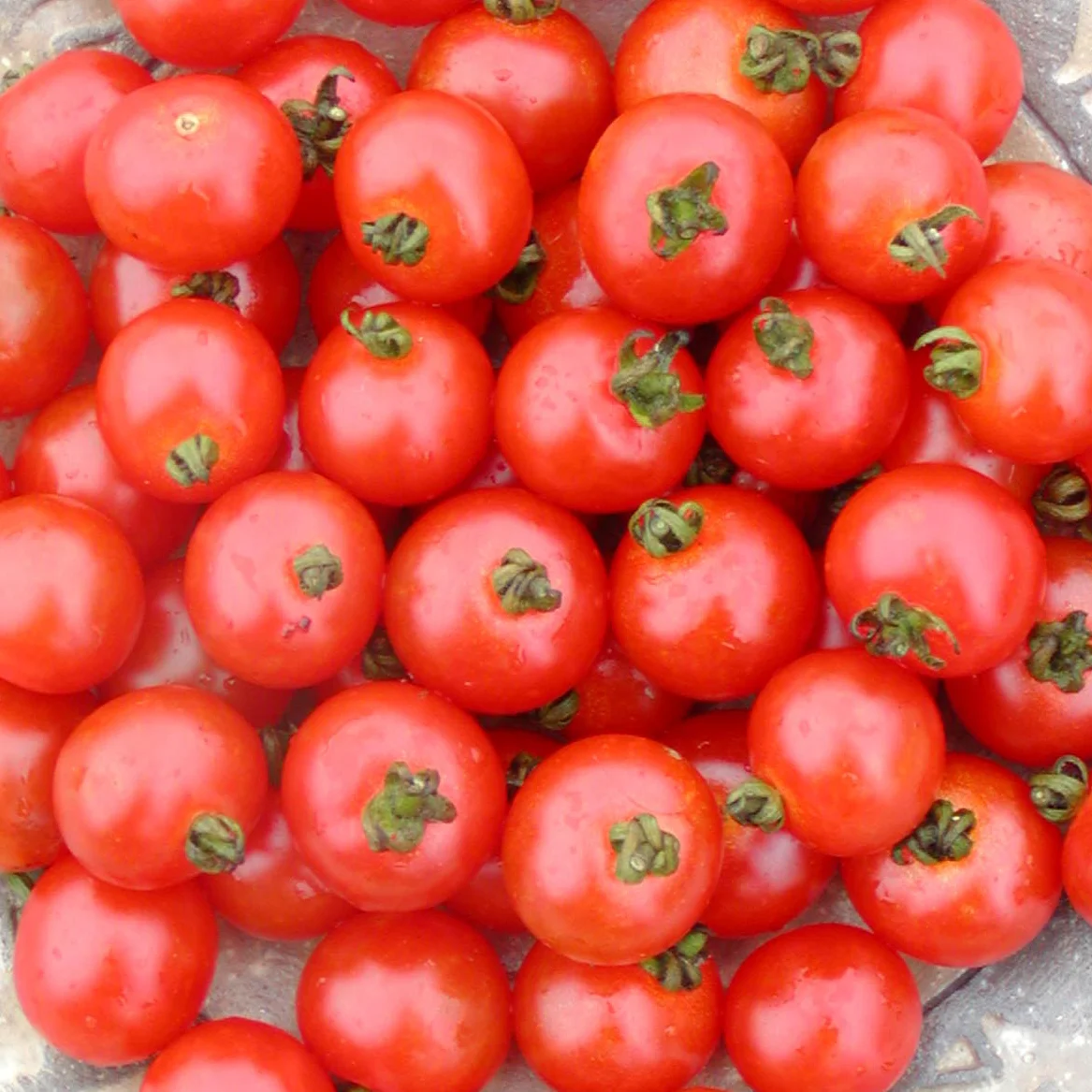 Tomate cerise Sub-Arctic – Bio - ​Boulangerie-Pâtisserie | Pain au Levain & Viennoiseries​ Petits pains fourrés aux tomates cerise