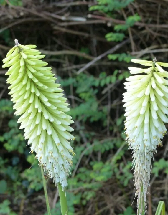 Kniphofia Ice Queen – Tison de Satan Reine des Glaces - Saldi Straordinari – signes Offerte Speciali Disponibili Adesso