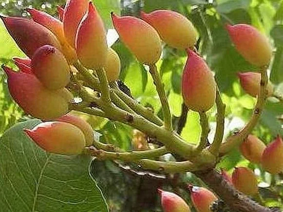 Pistacia Peters mâle Vins Rouges Harmonieux Occasion