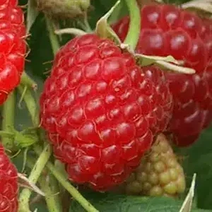 Framboisier ‘Polka’ - VERSUS Vins Rouges Harmonieux pour Chaque Occasion