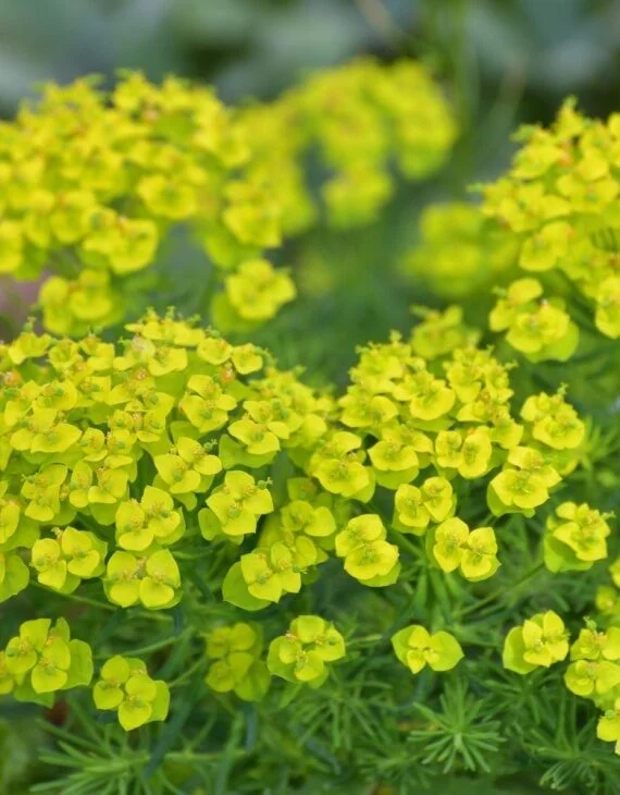 Euphorbia cyparissias Euphorbe petit cyprès Saldi Straordinari Offerte Speciali Disponibili Adesso