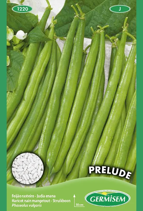 Haricot nain Prelude Saldi Straordinari Offerte Speciali Disponibili Adesso
