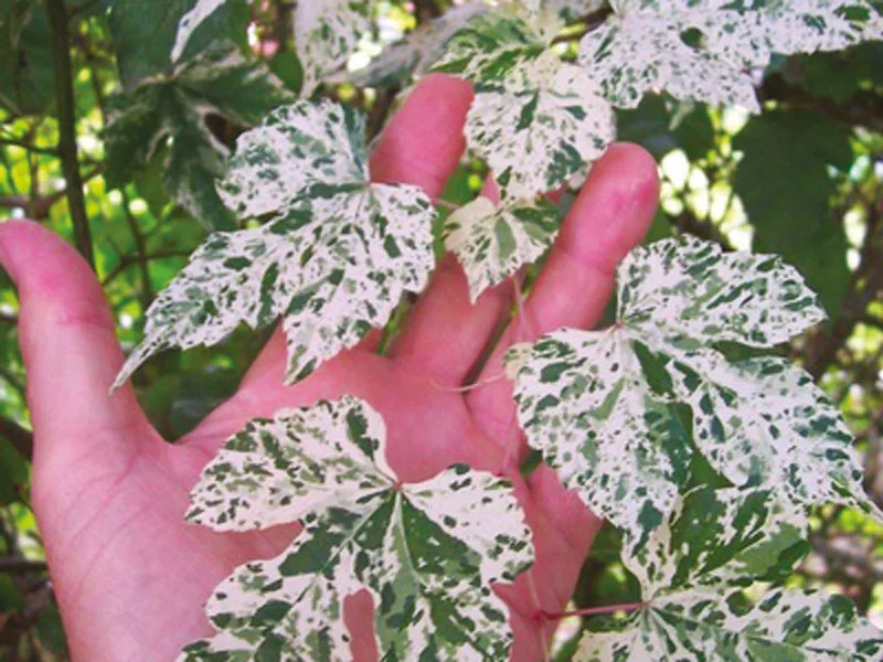 AMPELOPSIS Pavillon glandulosa ‘Elegans’ - Vins Rouges Harmonieux pour Chaque Occasion