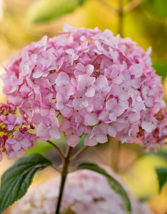 Hydrangea arborescens Candybelle Bubblegum – Hortensia arborescent - Vins Rouges Harmonieux pour Chaque Occasion - {'count': 1, 'name': 'MAP'}