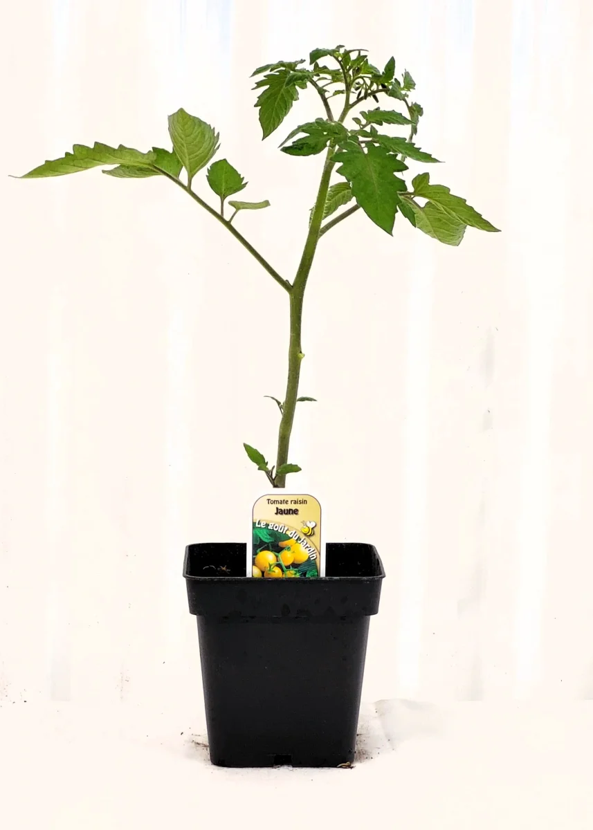 Tomate cerise Raisin Jaune - Saldi Straordinari – Offerte Speciali Disponibili Adesso 2 835 700+ Tomates photos libres de droits - iStock