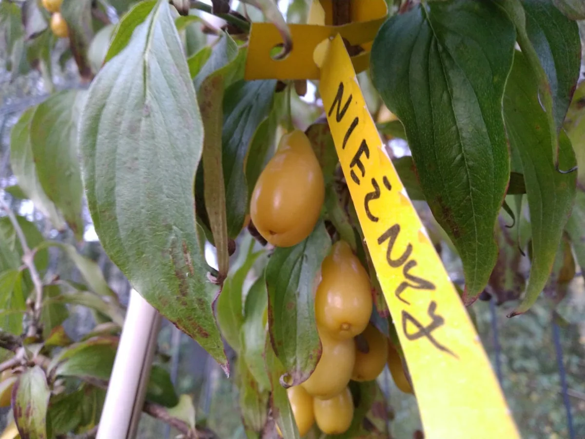 Cornus mas ‘Niesnij’ - Vins Rouges Harmonieux pour Chaque Occasion - {'count': 1, 'name': 'Saint-Joseph'}