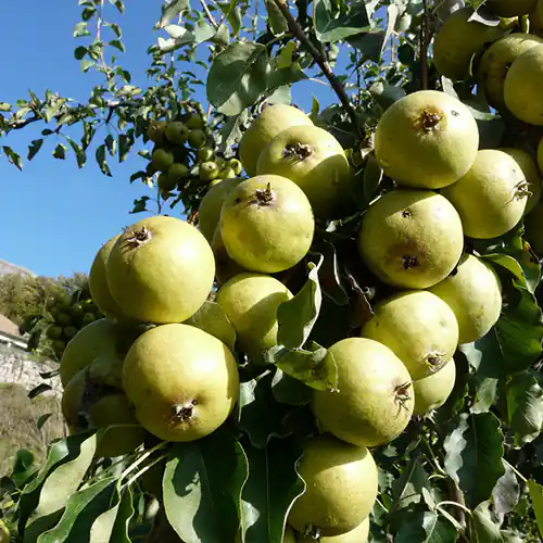 Poirier à poiré ‘Plant de Blanc’ - Vins Rouges Harmonieux pour Chaque Occasion Eau-de-vie de Poire William Etienne Brana
