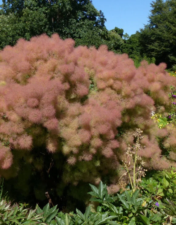 Cotinus coggygria Young Lady Arbre Perruques Vins Rouges Harmonieux Occasion