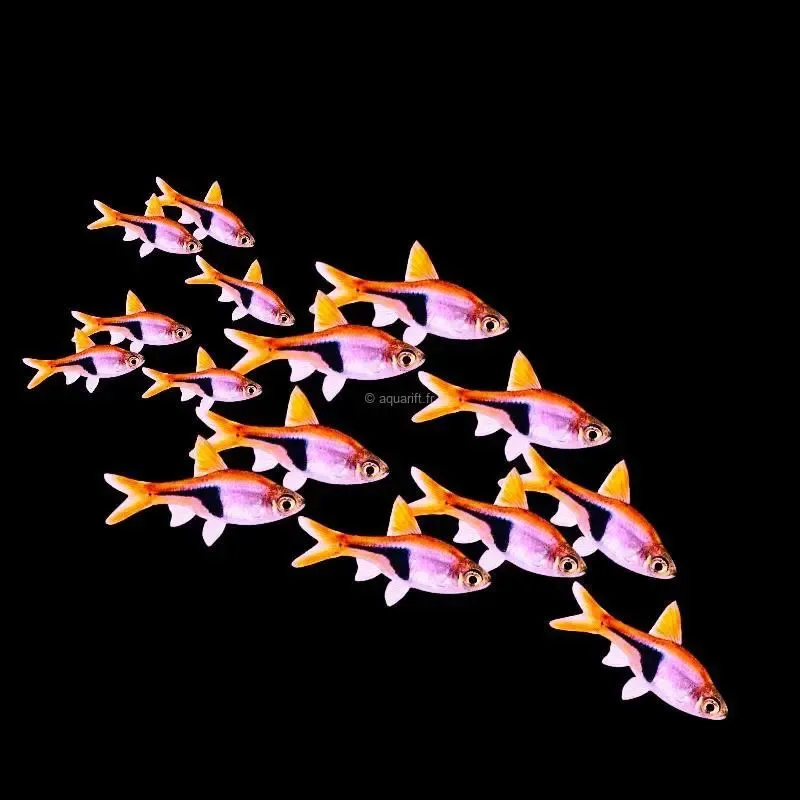 Rasbora arlequin Trigonostigma heteromorpha - ​Drones Professionnels & Grand Public | Boutique Française​ - Boutique guitar amps