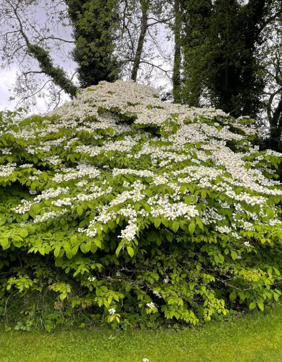 Viburnum plicatum Mariesii – Viorne de Chine - Saldi Straordinari – Offerte Speciali Disponibili Adesso Viburnum plicatum 'Mariesii'