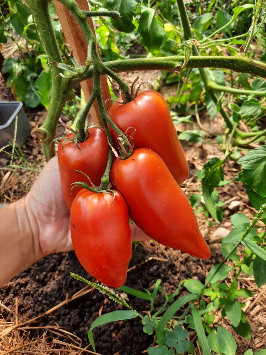 Tomate Cornue Andes Saldi Straordinari Offerte Speciali Disponibili Adesso