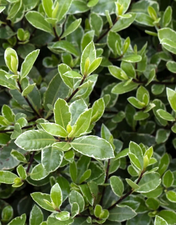 Pittosporum tenuifolium Silver Ball ® Production – Pittospore à petites feuilles - Vins Rouges Harmonieux pour Chaque Occasion