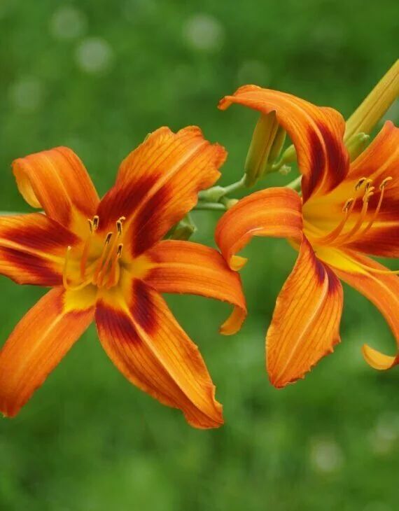 Hemerocallis Rajah Hémérocalle Rouges Harmonieux Occasion