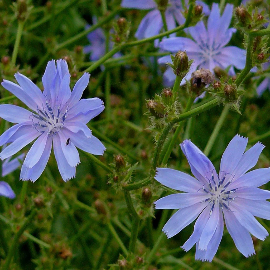 Chicorée Sauvage / Cichorium Intybus / Wild chicory - Vins Rouges Harmonieux pour Chaque Occasion Cichorium intybus / Chicorée vivace - Pépinière Astrance