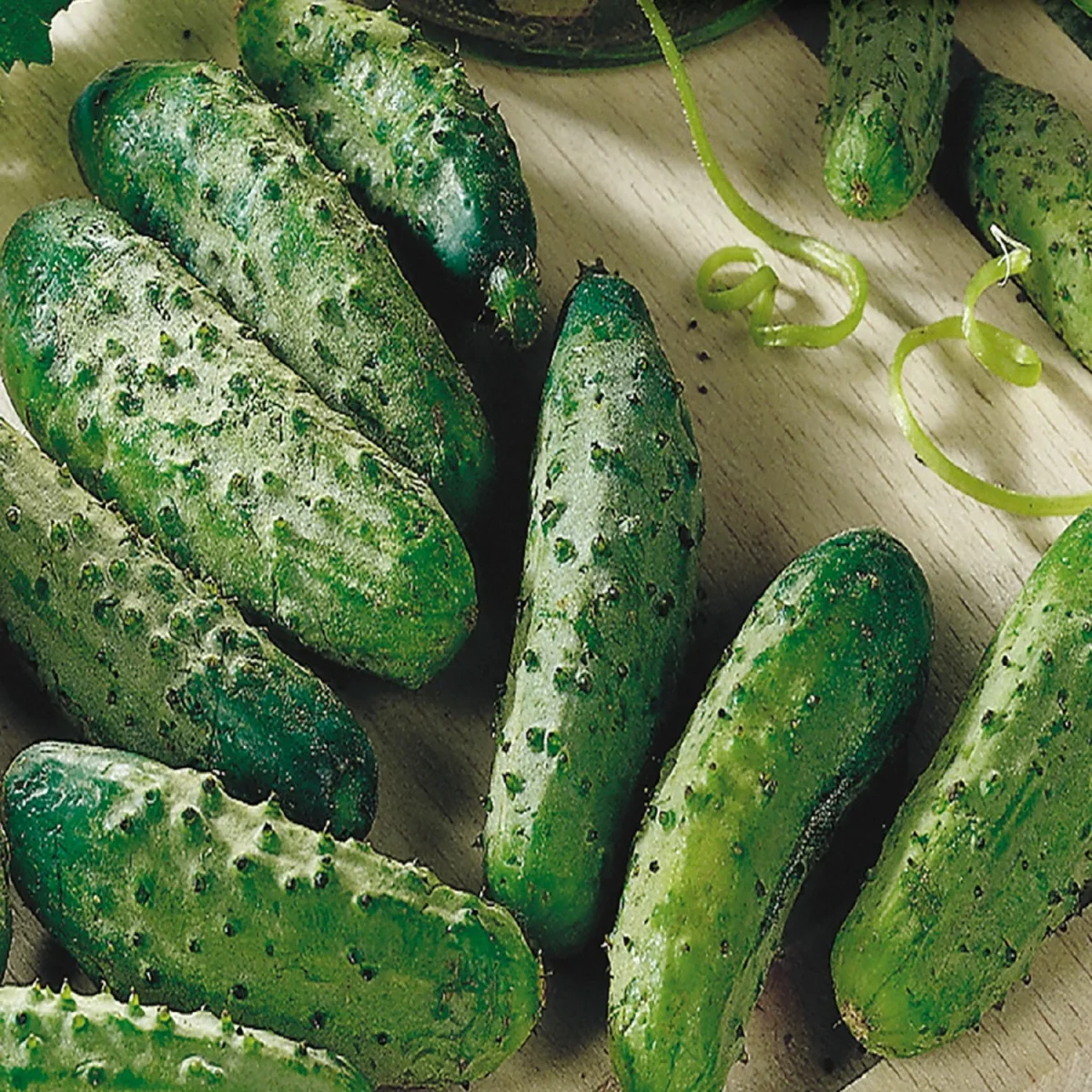 Concombre National Pickling - Saldi Straordinari – Offerte Speciali Disponibili Adesso - Courgette