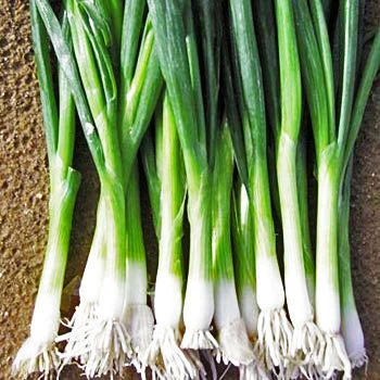 Oignon à botteler Parade (semences bio) - Saldi Straordinari – Offerte Speciali Disponibili Adesso GEOPONICS OIGNON - Hollande septentrionale ROUGE REDMATE - 1200 SEEDS -  TYPE DE botteler : Amazon.fr: Jardin