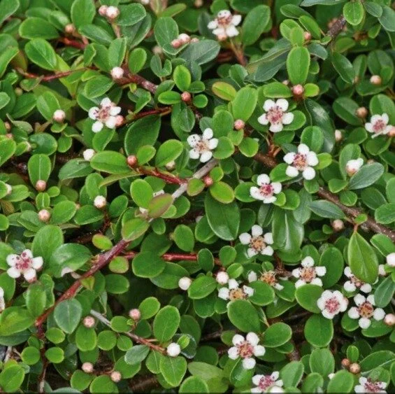 COTONEASTER EICHOLTZ - Vins Rouges Harmonieux pour Chaque Occasion - {'count': 3, 'name': 'asiatique'}
