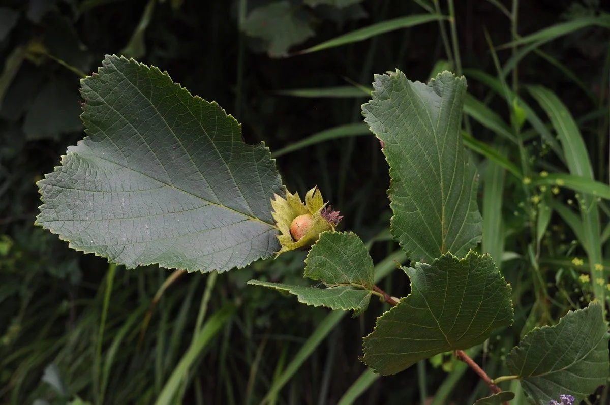 CORYLUS heterophylla « var page « Sutchensio » - Vins Rouges Harmonieux pour Chaque Occasion