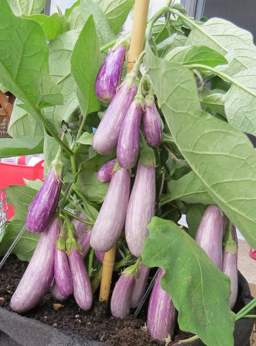 Aubergine Fairy Tale (plant) - Saldi Straordinari – Offerte Speciali Disponibili Adesso - Grow eggplant