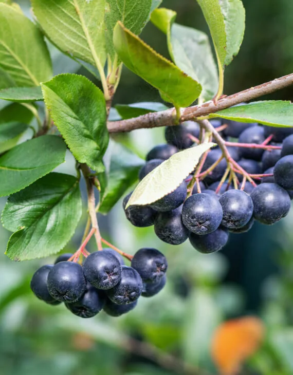 Aronia melanocarpa Aronie fruits noirs Vins Rouges Harmonieux Occasion
