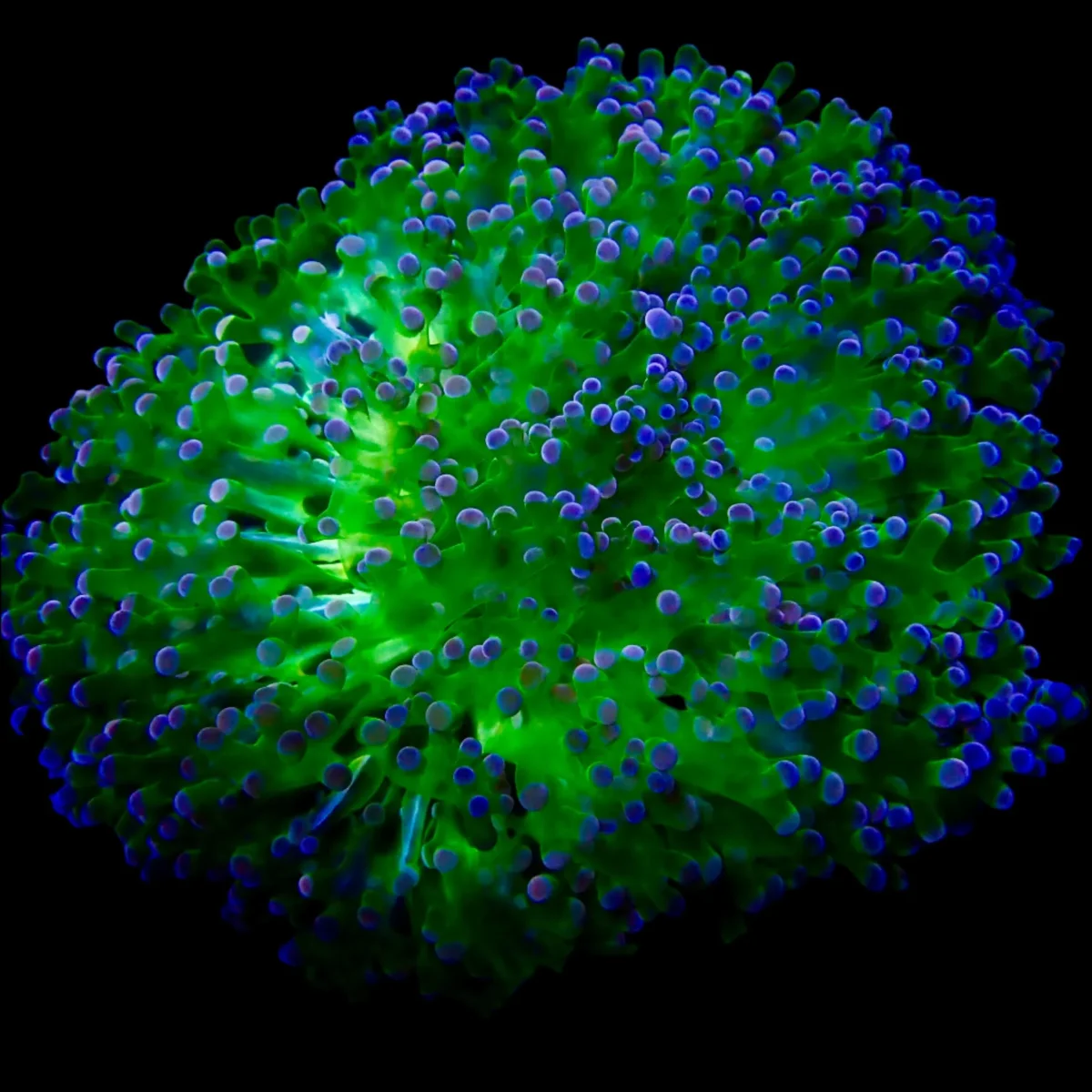 Octospawn Coral Colonie - Saldi Straordinari – Offerte Speciali Disponibili Adesso - Frogspawn