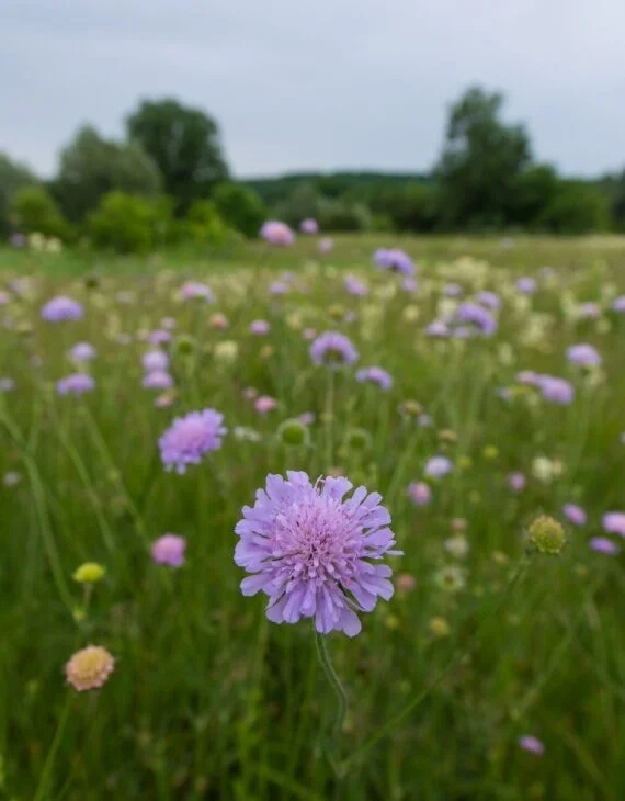 Knautia arvensis – Knautie des champs - Vins Rouges Harmonieux pour Chaque Occasion - {'count': 2, 'name': 'KNAUTIA'}