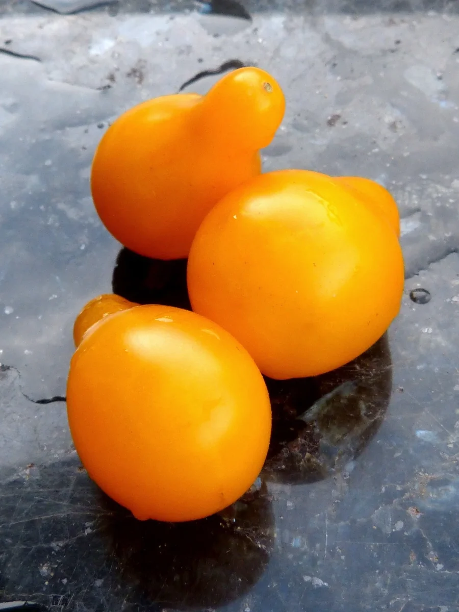 Tomate poire jaune Saldi Straordinari Offerte Speciali Disponibili Adesso